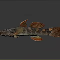Vibrant Freshwater Fish With Orange Fins And Brown Black Patterned Body On Gray Background