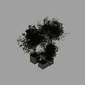 Lush Green Trees in Square Planters of Different Heights for Modern Decor