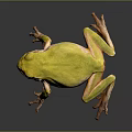 Vibrant Yellow Frog With Pink Legs Standing On Dark Reflective Surface