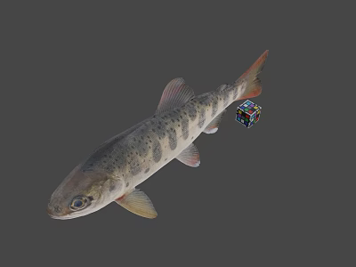 Animated Game Movie Fish Character With Rubik Cube On Gray Background 3d model