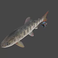 Animated Game Movie Fish Character With Rubik Cube On Gray Background