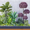 Indoor Landscape With Large Leaf Plants Purple Spherical Shrubs Ferns And Succulents