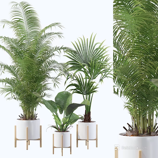 Lush Green Potted Plants In White Pots With Various Leaf Shapes 3d model 