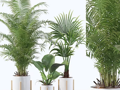 Lush Green Potted Plants In White Pots With Various Leaf Shapes 3d model