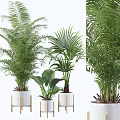 Lush Green Potted Plants In White Pots With Various Leaf Shapes