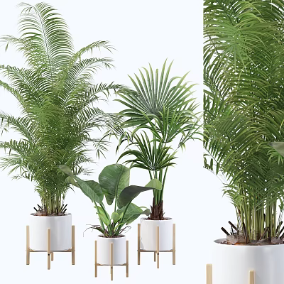 Lush Green Potted Plants In White Pots With Various Leaf Shapes 3d model