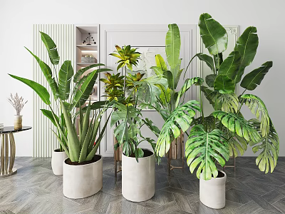 Large Leafy Indoor Potted Plants In White Ceramic Pots For Modern Home Decor 3d model