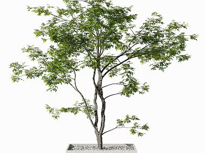Bonsai Tree with Green Foliage and Slender Trunk in Square Pot with Decorative Pebbles 3d model