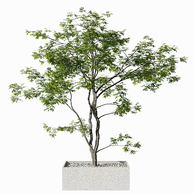 Bonsai Tree with Green Foliage and Slender Trunk in Square Pot with Decorative Pebbles 3d model