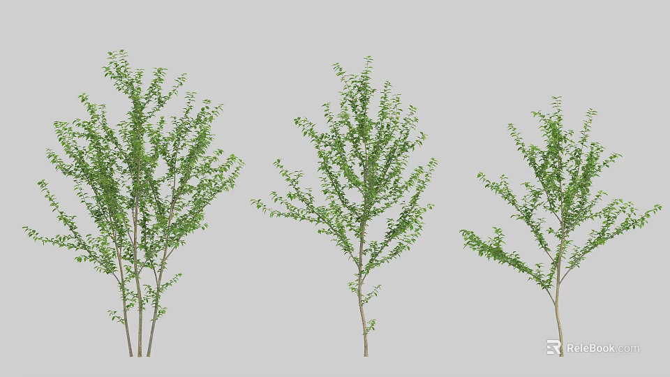 Three Arbor Trees Featuring Green Leaves And Varied Growth Forms 3d model