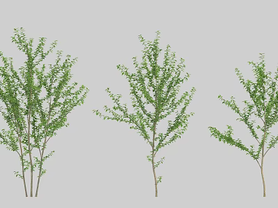Three Arbor Trees Featuring Green Leaves And Varied Growth Forms 3d model