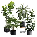 Various Types Of Indoor Potted Green Plants In Different Decorative Pots For Home Decor