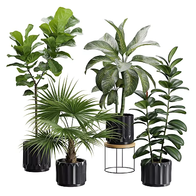 Various Types Of Indoor Potted Green Plants In Different Decorative Pots For Home Decor 3d model