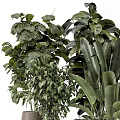 Lush Green Bonsai Potted Plants With Large Leaves Ferns And Modern Black Pots