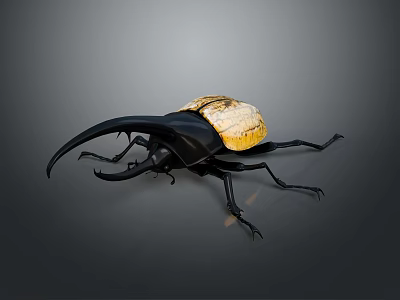 Rhinoceros Beetle With Large Horn Black Body And Yellow Elytra On Gray Background 3d model