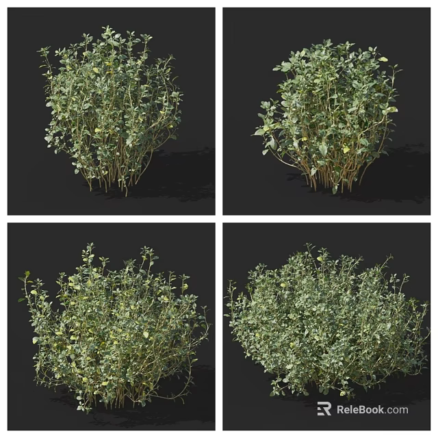 Lush Green Leafy Plants with Small Flowers in Multiple Angles View 3d model