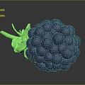 Purple Blackberry with Green Leaves and Clustered Berries on Dark Background