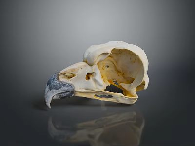 Animal Bird Skull With White Bone Dark Beak And Reflection On Gray Background 3d model