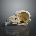 Animal Bird Skull With White Bone Dark Beak And Reflection On Gray Background