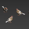 Multiple Sparrows in Various Flying and Standing Poses Showing Natural Bird Movements