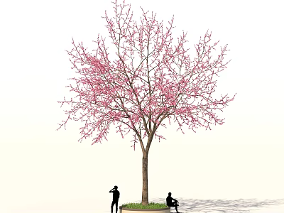 Beautiful Tree with Pink Blossoms and People Under Taking Photos and Sitting Outdoors 3d model