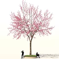 Beautiful Tree with Pink Blossoms and People Under Taking Photos and Sitting Outdoors