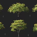 Multiple Arbor Trees Display Green Yellow Orange Leaves With Human Figure For Scale On Black