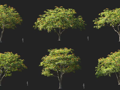 Multiple Arbor Trees Display Green Yellow Orange Leaves With Human Figure For Scale On Black 3d model