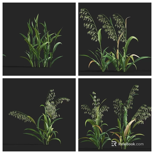 Green Herbaceous Plants With Long Leaves And Spike Inflorescences On Black Background 3d model 