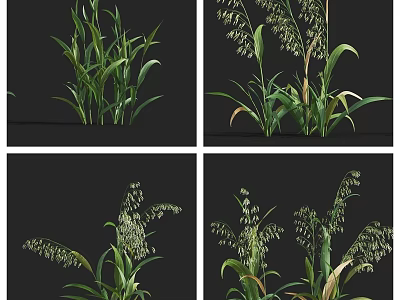 Green Herbaceous Plants With Long Leaves And Spike Inflorescences On Black Background 3d model