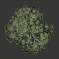 Tropical Dragon Tree With Green Clustered Leaves And Thick Brown Trunk