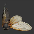 Close Up View Of Cicada With Yellow Transparent Wings And Black Body
