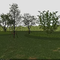 Arbor Trees With Support Frames On Green Lawn Neatly Trimmed Hedges And Blue Sky Shadows