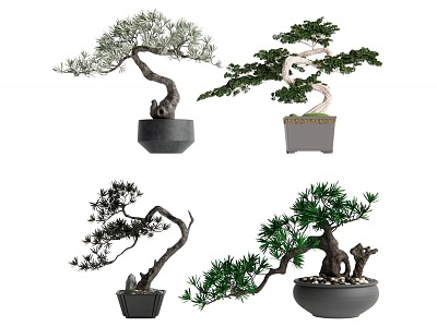 Modern Bonsai Pohan Pine model