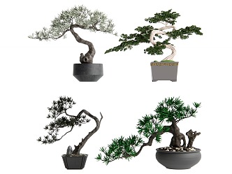 Modern Bonsai Pohan Pine 3d model