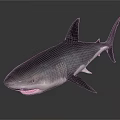 Realistic Gray Shark Model With Open Mouth Sharp Teeth And Dorsal Fin 3d model