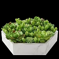 Green Potted Succulent Plants In White Marble Pots With Various Shapes