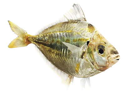 Unique Aquatic Animal Fish With Golden Silver Scales And Large Prominent Eyes 3d model