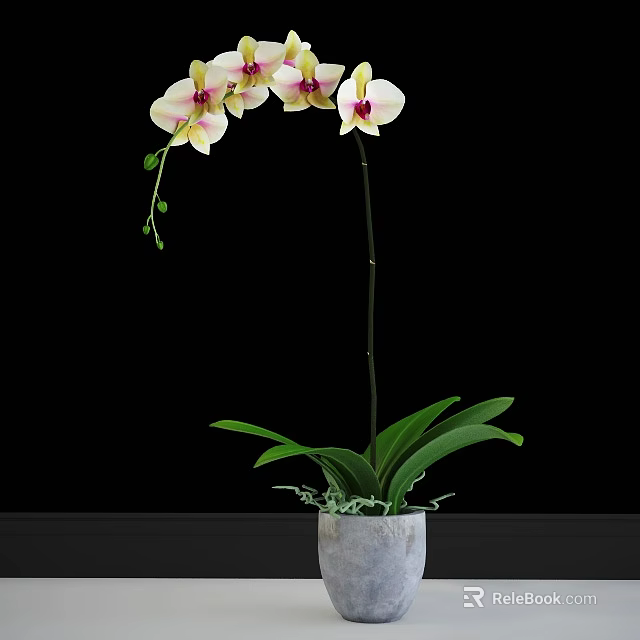 Elegant Orchid Potted Plant With White Pink Flowers And Green Leaves In Gray Pot 3d model 