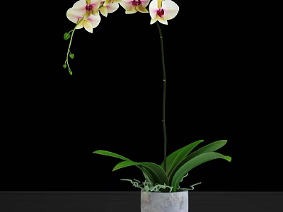 Elegant Orchid Potted Plant With White Pink Flowers And Green Leaves In Gray Pot 3d model