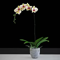 Elegant Orchid Potted Plant With White Pink Flowers And Green Leaves In Gray Pot
