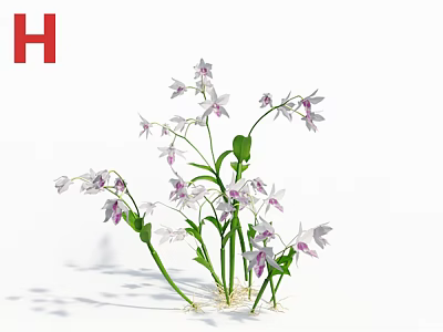 Beautiful Purple and White Orchids With Green Stems Leaves And White Roots On White Background 3d model