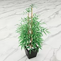 Bamboo Bonsai Plant With Green Leaves And Stems In Black Pot On Marble Surface