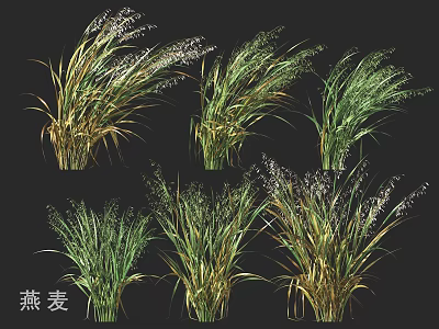 Oats Grass Plants With Green And Golden Leaves In Different Growth Stages 3d model