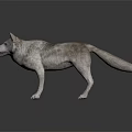 Realistic Wolf 3D Model With Gray White Fur And Standing Pose 3d model