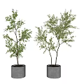Bonsai Plants with Green Leaves and Dark Trunks in Gray Cylindrical Cement Pots