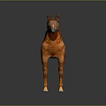 Brown Horse Full Body Standing In Gray Gradient Background With Reflective Floor