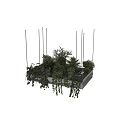 Hanging Basket Plants With Metal Frame And Lush Trailing Vines For Indoor Decoration
