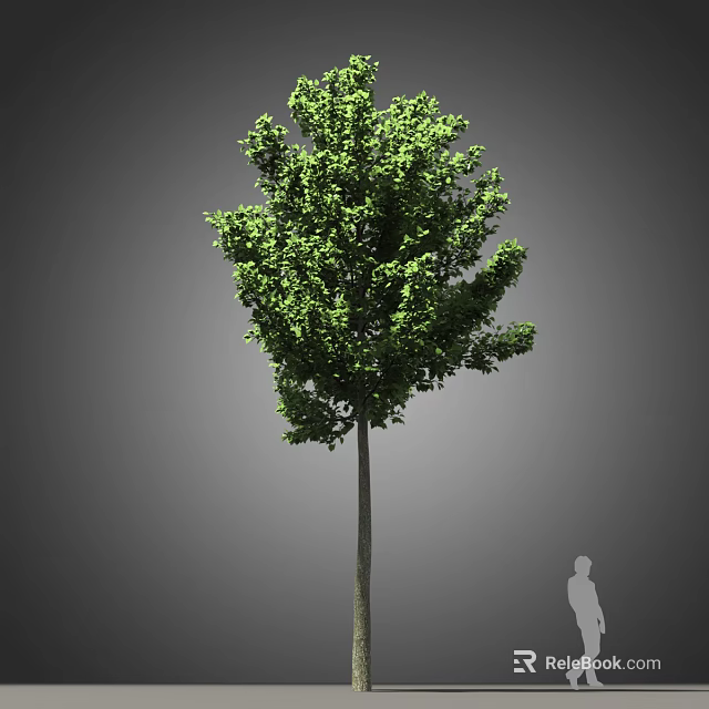Tall Deciduous Arbor with Dense Green Foliage and Strong Trunk in Outdoor View 3d model 
