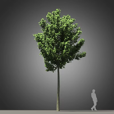 Tall Deciduous Arbor with Dense Green Foliage and Strong Trunk in Outdoor View 3d model